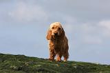 BASSET FAUVE DE BRETAGNE 021